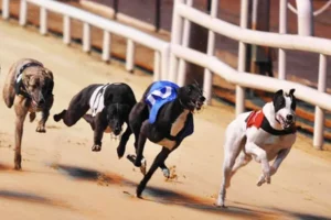 Kinh Nghiệm Cách Chơi Game Nhanh Đua Chó Tại PK14 Đánh Bại Mọi Nhà Cái