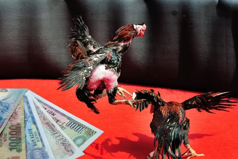 Bật Mí Cách Chơi Đá Gà Sabong Tại PK14 Rinh Tiền Tỷ Về Tay 1 Bật Mí Cách Chơi Đá Gà Sabong Tại PK14 Rinh Tiền Tỷ Về Tay